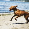Beaches in Illinois for Dogs
