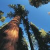 Reasons to Go to Sequoia National Park