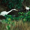 Estuaries of Florida