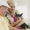 Are Small Pets Allowed on Airplanes?