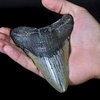 The Best Places to Find Shark Teeth in Florida