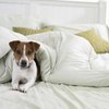 St. Augustine, Florida Pet-Friendly Bed & Breakfasts