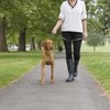 Walking Trails for Dogs in Maine