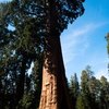 What's the Best Campground in Sequoia?