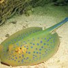 What States Are Freshwater Stingrays Legal In?
