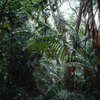 Brief Description of a Tropical Rainforest