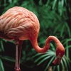 Flamingos in the Rainforest