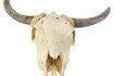How to Clean Cow Skulls | eHow