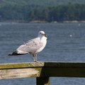 Lodging in the Wiscasset, Maine Area