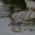 Where to Eat Alligator in Clearwater Beach, Florida