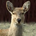 Indiana Deer Hunting Laws