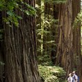 Hotels Near Redwood National Park in the Crescent City, California, Area