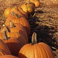 The Pumpkin-Throwing Festival in Delaware