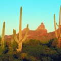 Sonoran Desert Tours From Phoenix