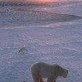 List of Endangered Animals in Alaska's Arctic Tundra