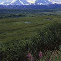 First Spot to See At Mt McKinley in Denali National Park
