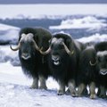Musk Oxen Tours in Alaska