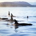 How to See Orcas