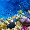 List of Philippine Coral Reefs