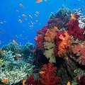 Coral Reefs in Fiji
