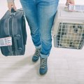 What Documents Do I Need for My Emotional Support Animal on a Plane?