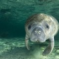Swimming With Manatees Near Clearwater