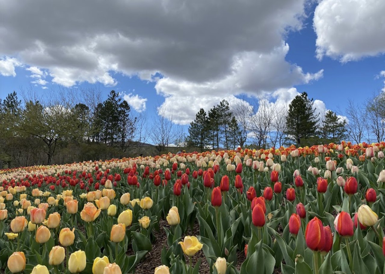 Tulip Field In Utah Visit Thanksgiving Point This Spring