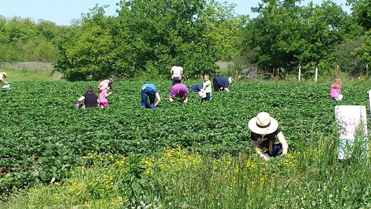 5 Of The Best Farms In Oklahoma For Strawberry Picking