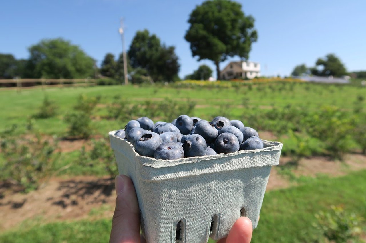 The Market At Grelen Offers Pick-Your-Own Blueberries And Beautiful Flowers