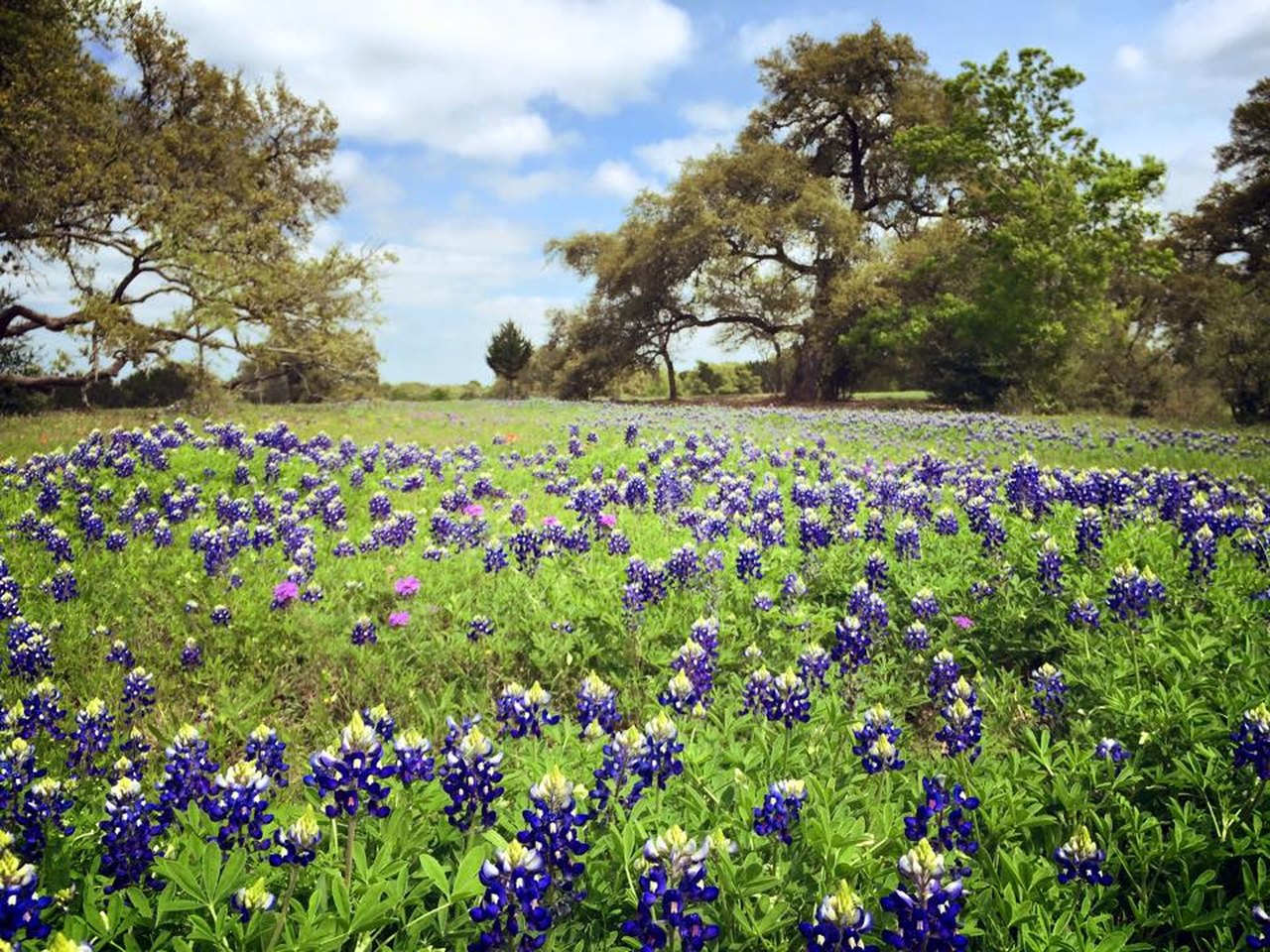 10 Best Bluebonnet Fields Around Austin