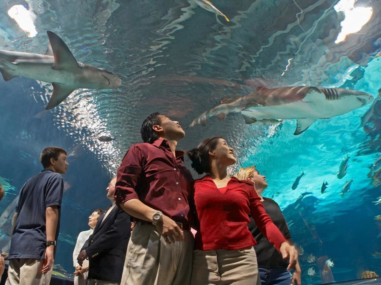 Newport Aquarium Is A One-Of-A-Kind Destination In Kentucky
