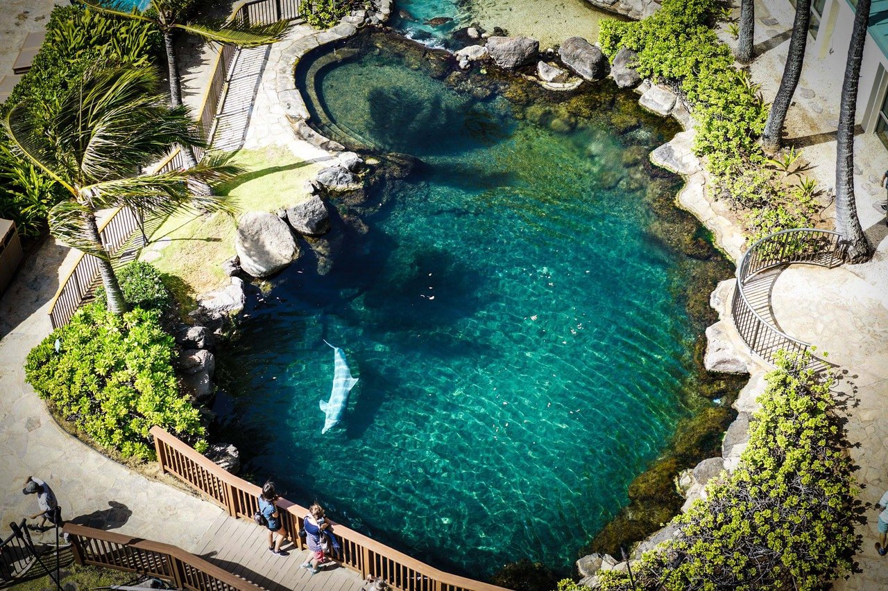 Play With Dolphins At This Hawaii Resort For An Absolutely Adorable ...