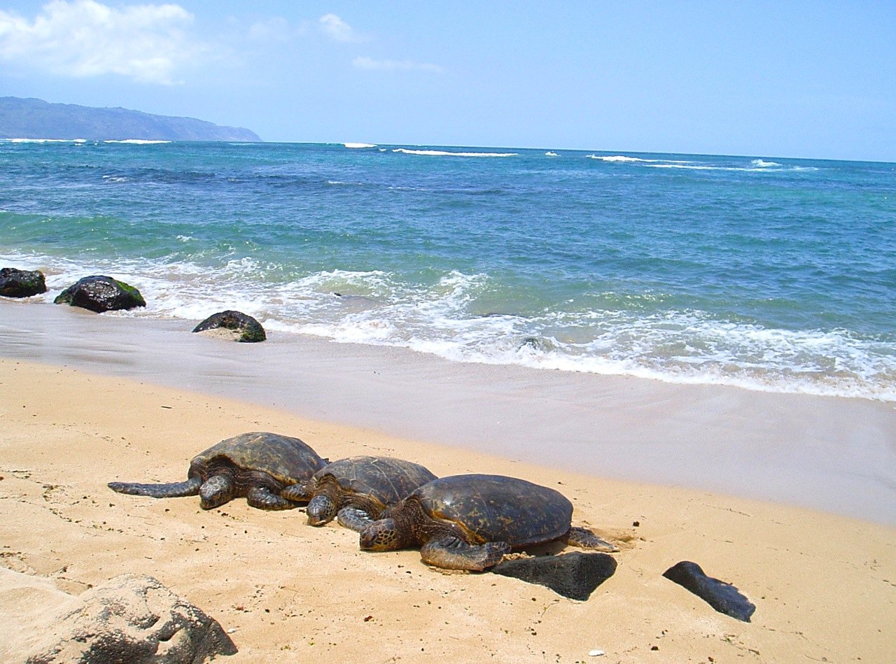7 Best Turtle-Watching Beaches in Hawaii