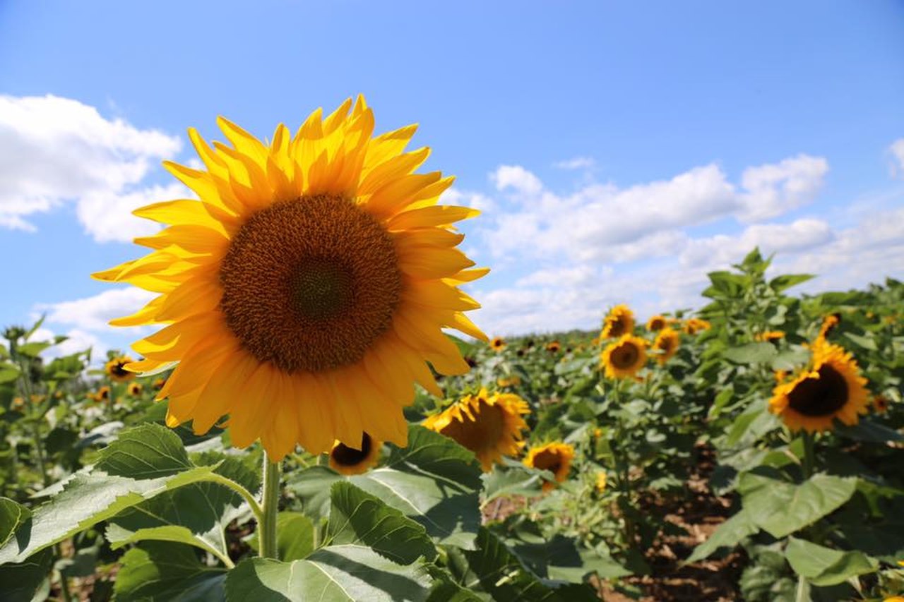 Don't Miss The Sunflower Festival At Lee Farms In Oregon