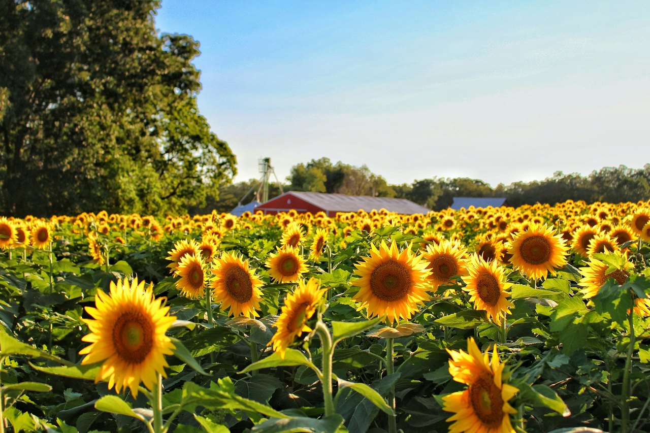 Don't Miss This 2Day Sunflower Festival In South Carolina