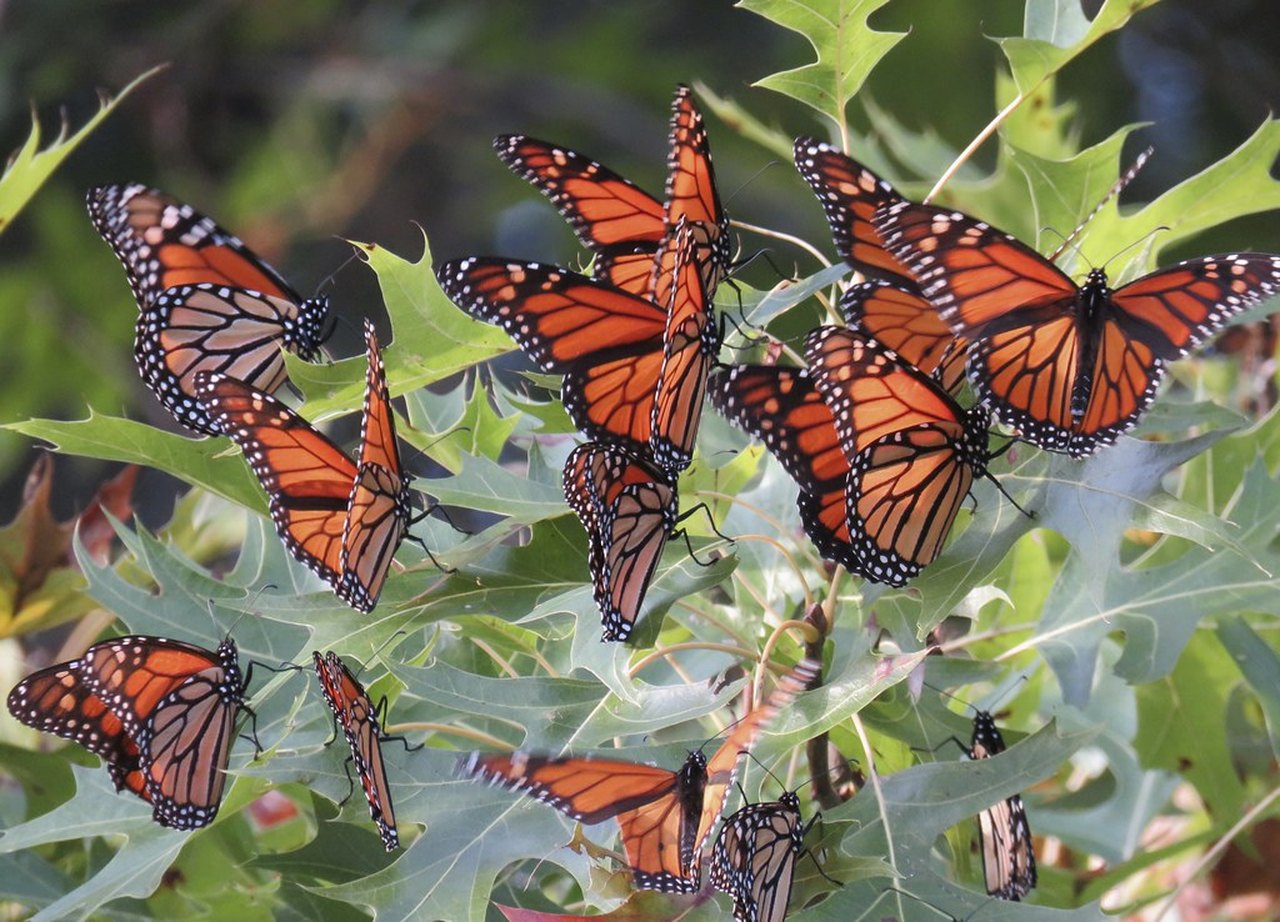 The 2019 Butterfly Migration Could Bring More Monarchs To Mississippi