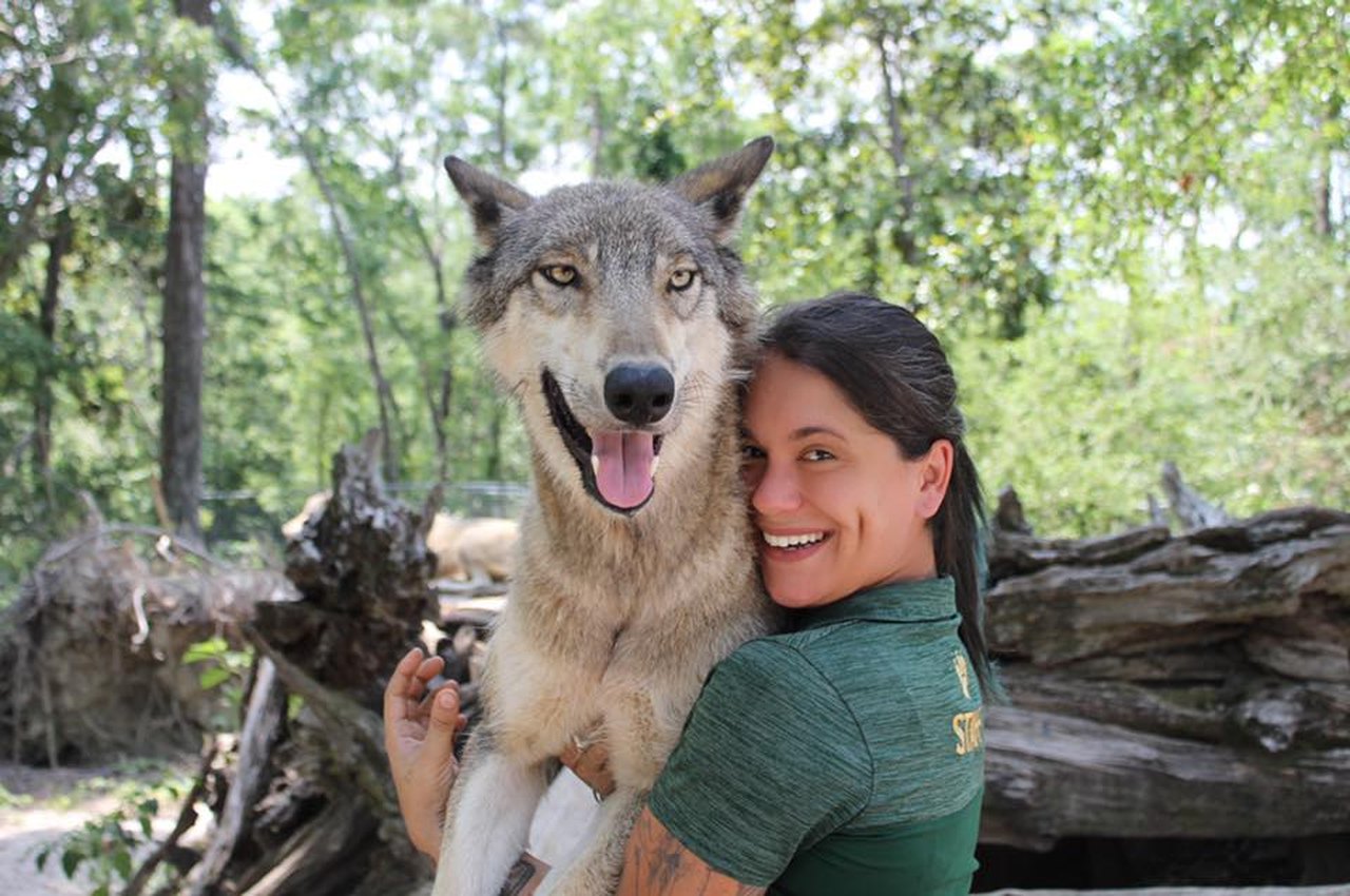 Visit Seacrest Wolf Preserve In Florida For A Day Spent With Wolves