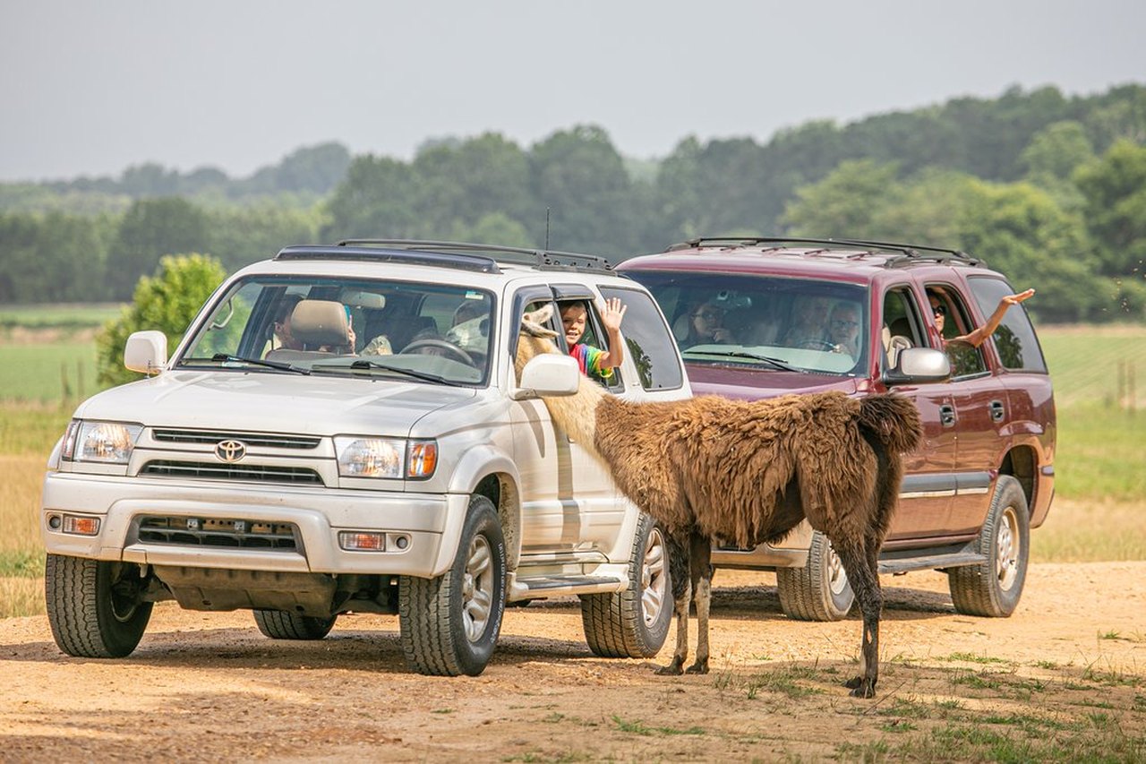 drive through safari brandon ms