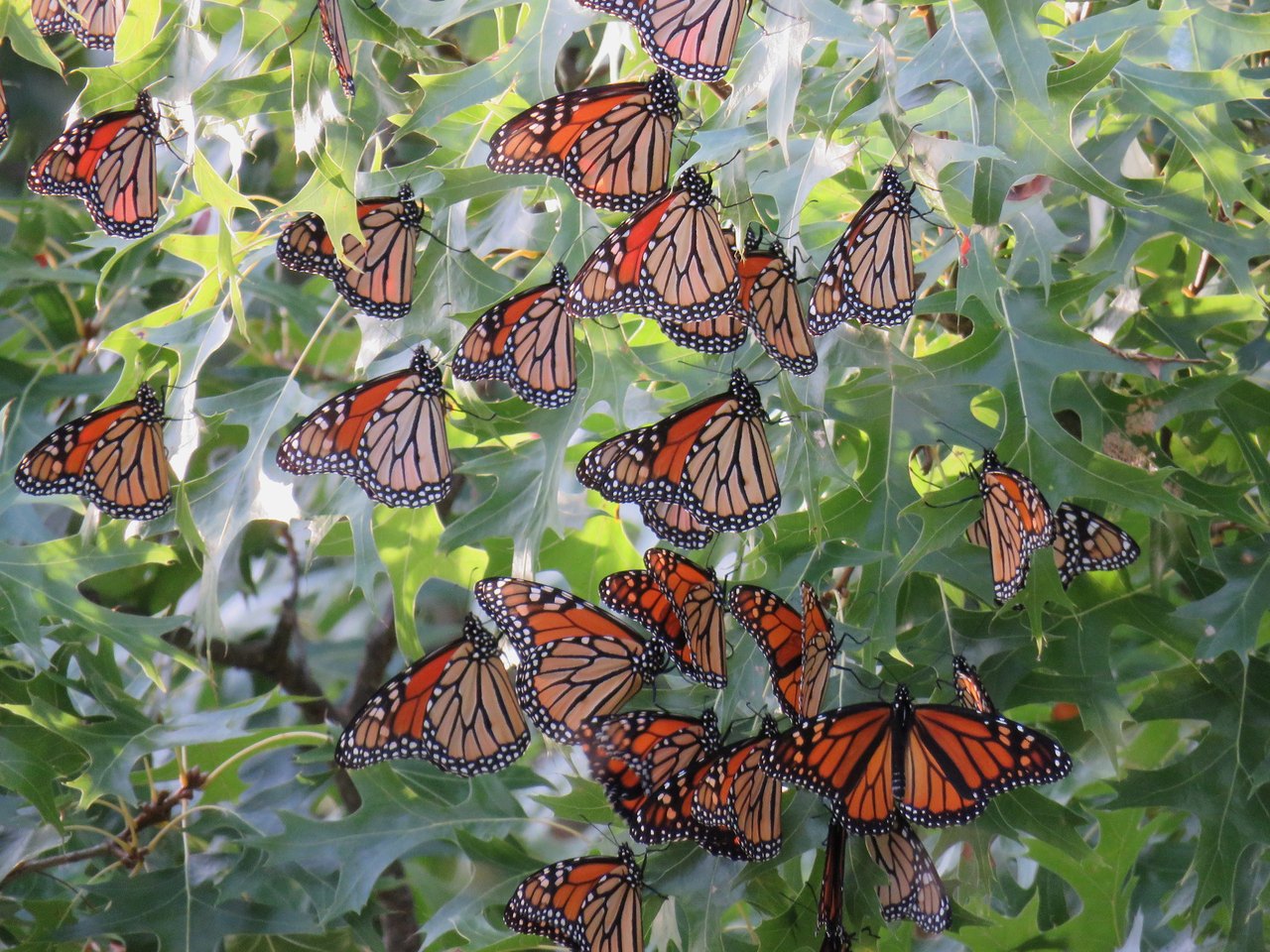 Бабочка Монарх Северной Америки