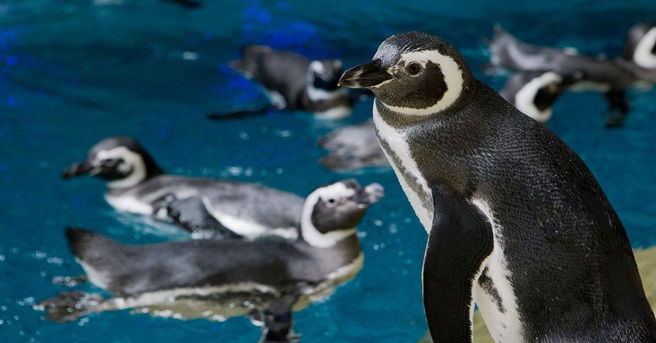 Monsters, Penguins to meet outdoors on March 4