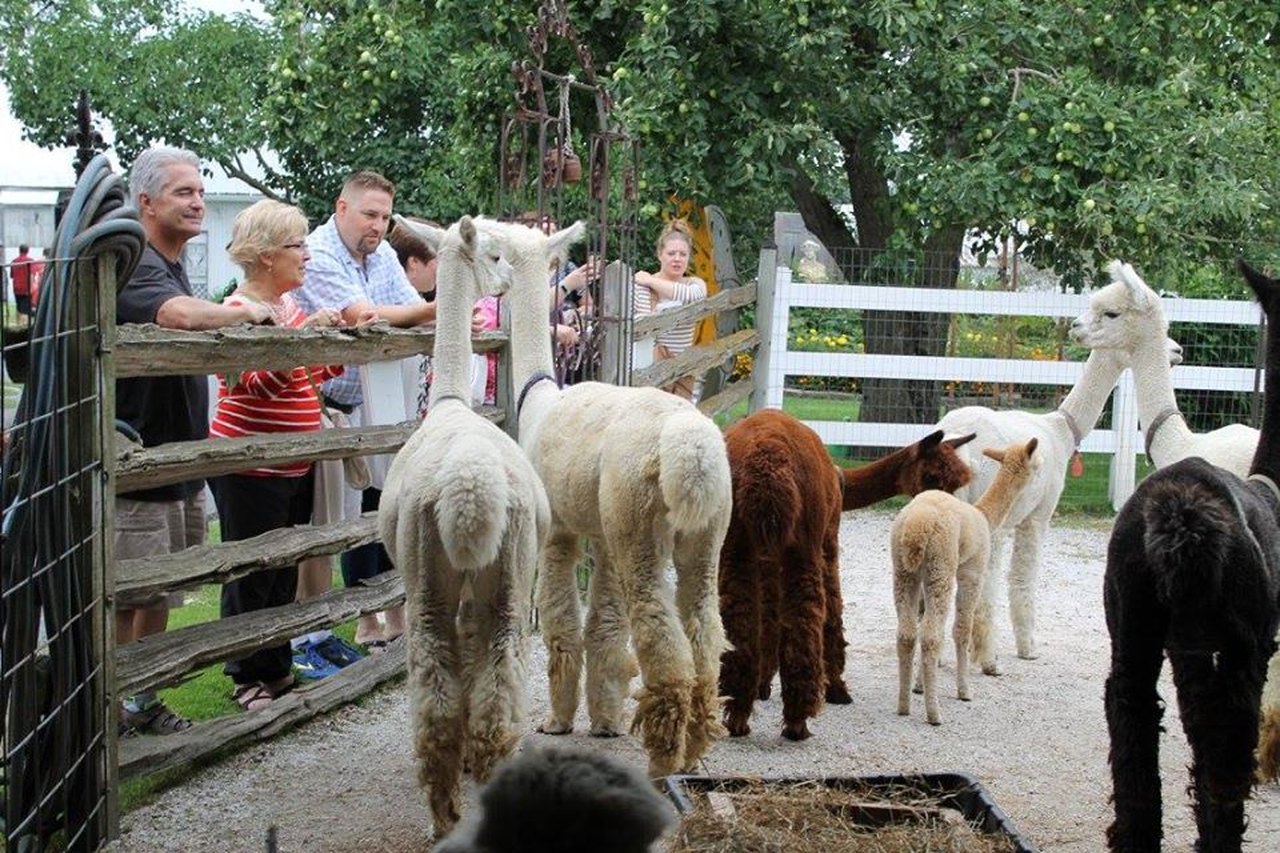 You Can Drink Wine With Alpacas At This Wisconsin Ranch