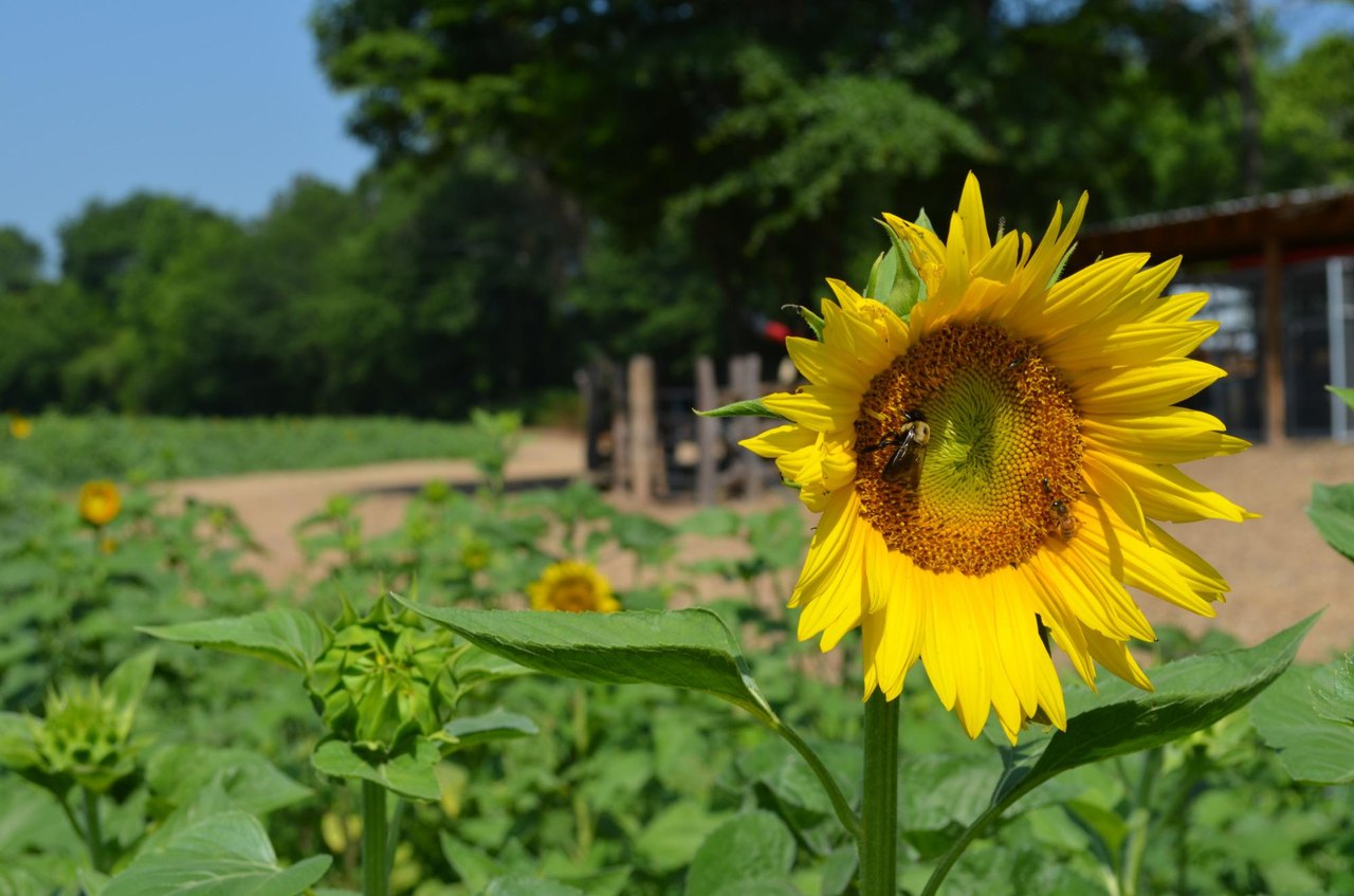 Enjoy Fields Of Summer Sunflowers From Copper Creek Farm In