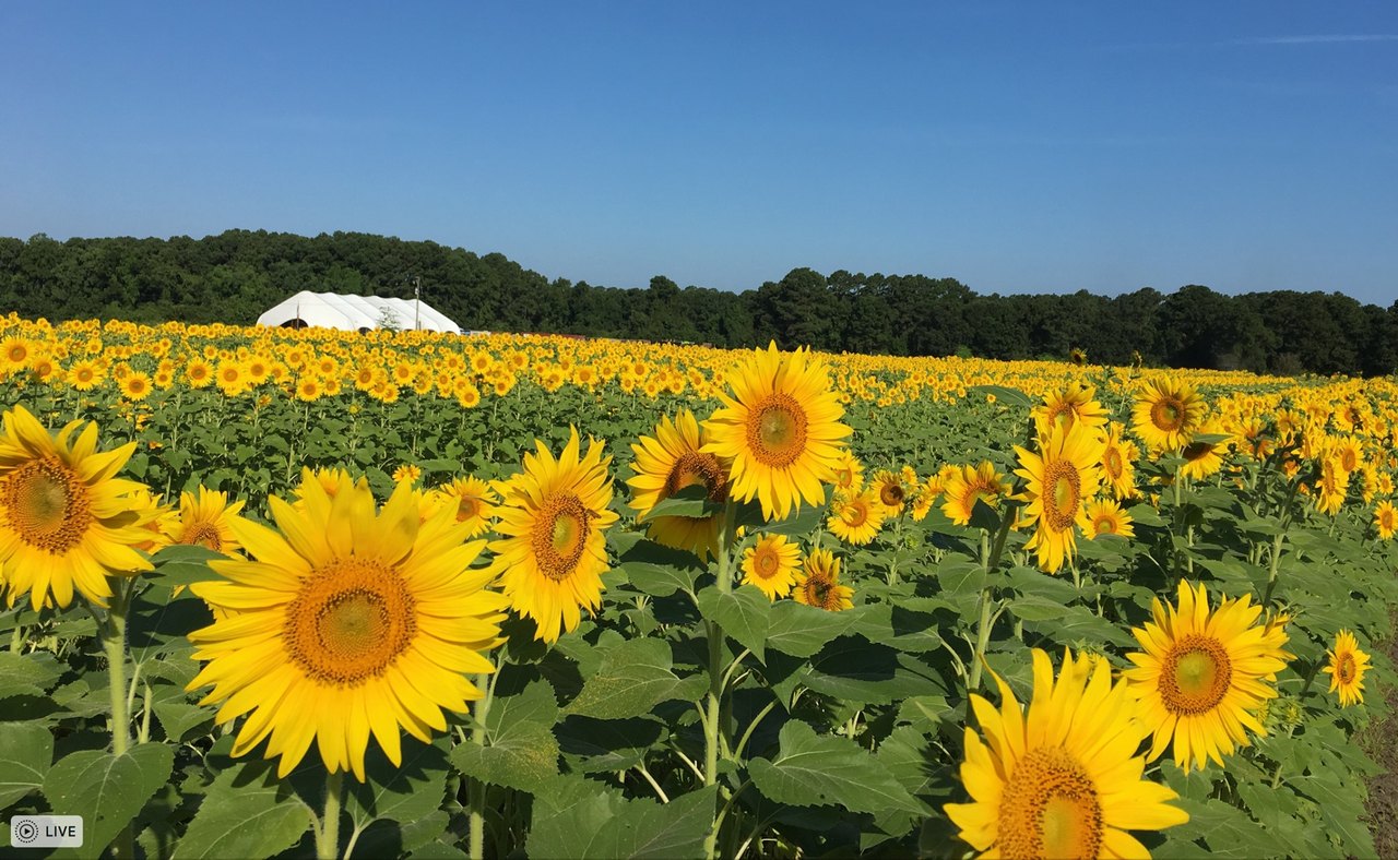 Cut Your Own Sunflowers This Fall At Boone Hall Farms In South Carolina