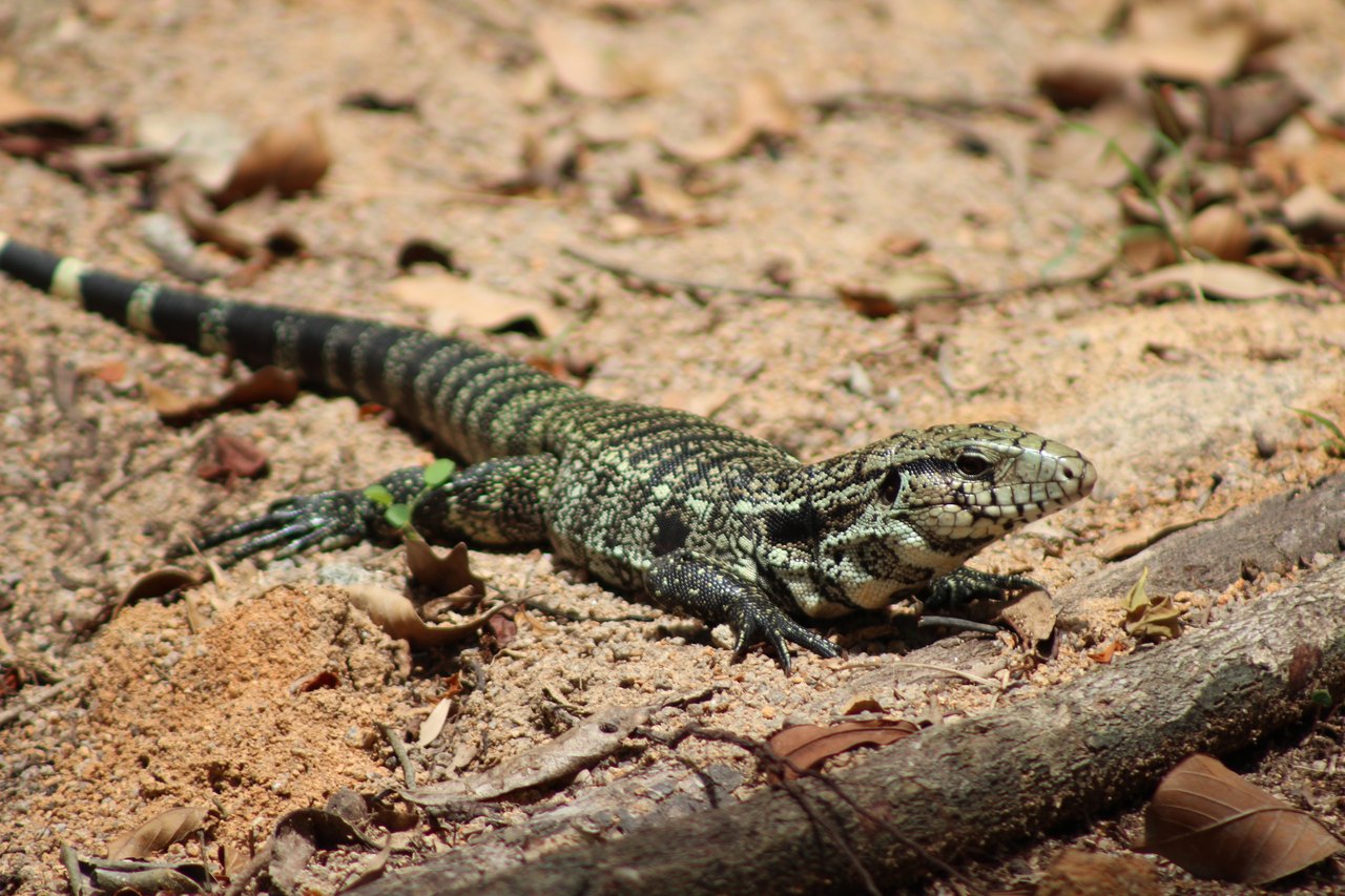 Lizards in New York - Pictures! - Growing Fruit