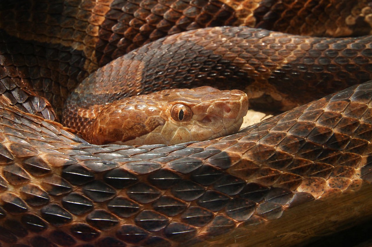 Stay Away From These 8 Most Dangerous Animals In Indiana