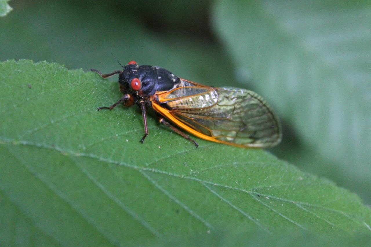 Cicadas Are Coming To Parts Of West Virginia After 17 Years Underground