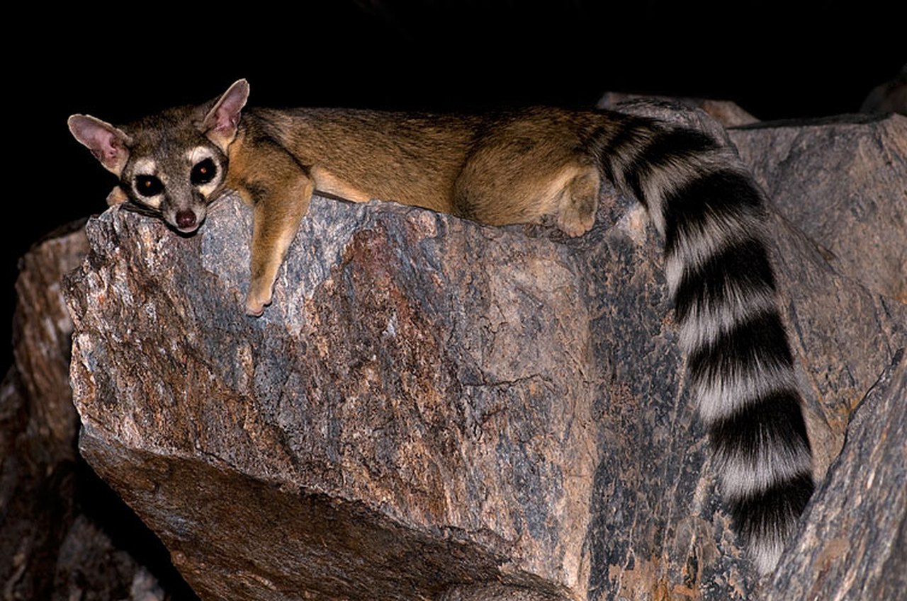 The Ringtail Cat In Colorado Is Beginning To Make An Appearance The Ringtail Cat In Colorado Is Beginning To Make An Appearance