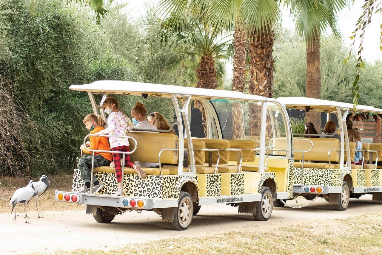 safari car zoo