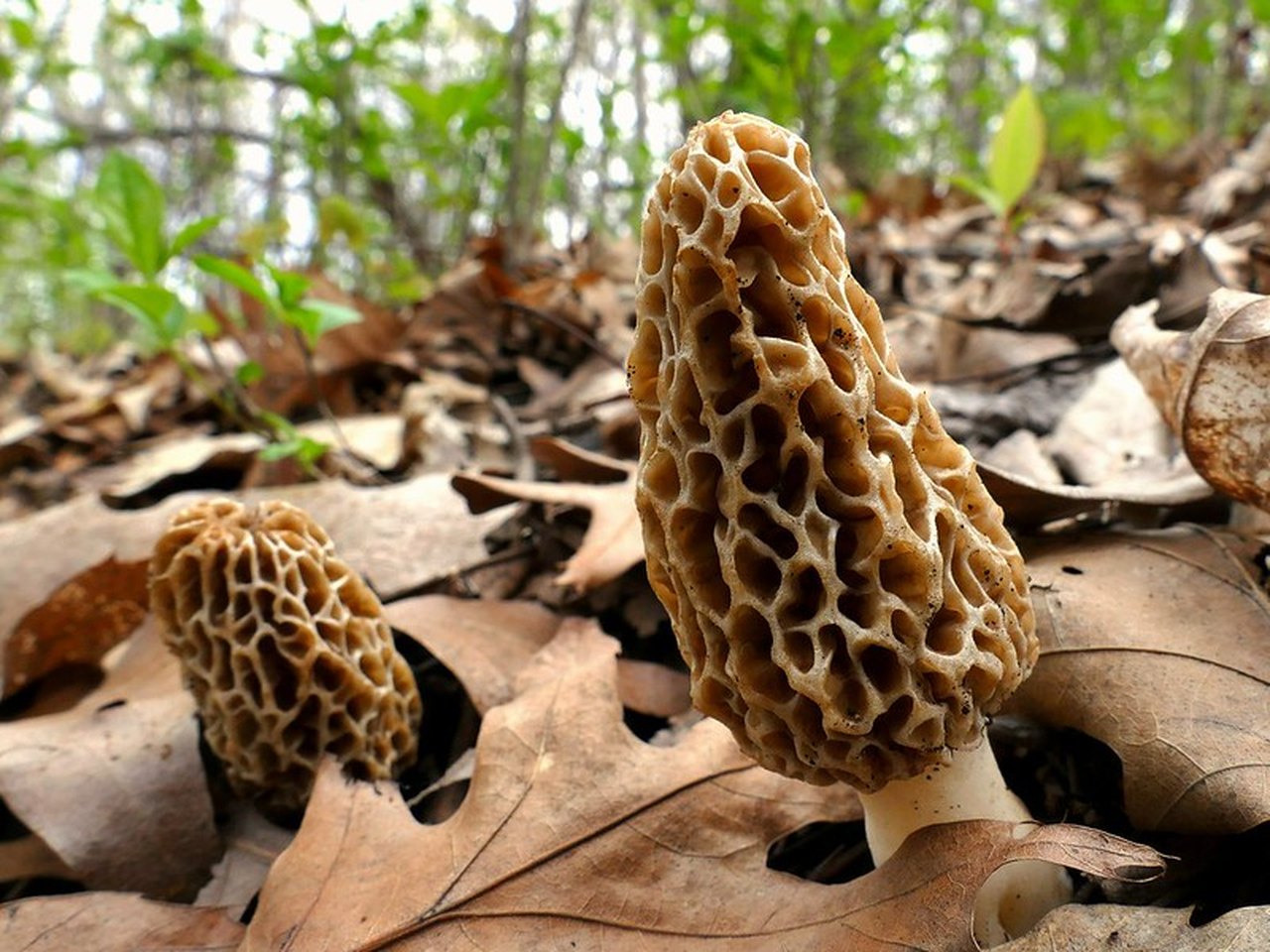 Get Ready To Start Hunting For Morel Mushrooms In Pennsylvania
