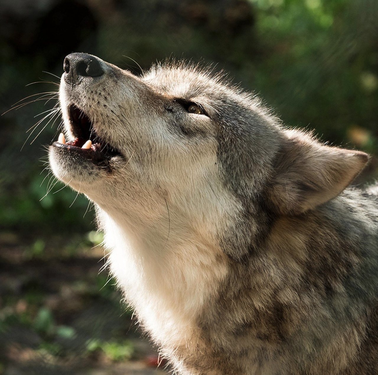 Lakota Wolf Preserve: One of the Best Day Trips in New Jersey